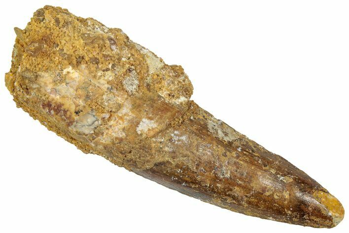 Fossil Spinosaurus Tooth - Real Dinosaur Tooth #305856